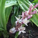 Reineckea carnea fleur